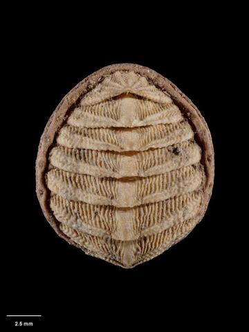 To Museum of New Zealand Te Papa (M.000277; Acanthochaetes ovatus Hutton, 1872; lectotype)