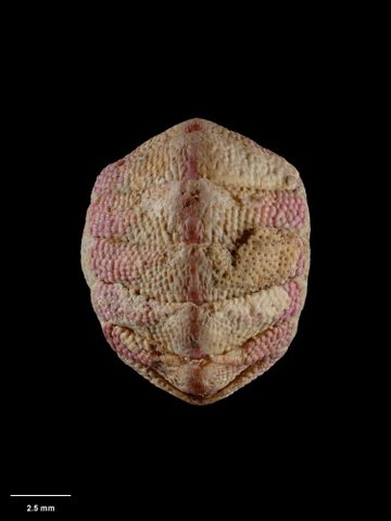To Museum of New Zealand Te Papa (M.001388; Acanthochiton foveauxensis kirki Mestayer, 1926; holotype)