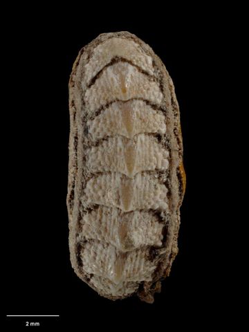 To Museum of New Zealand Te Papa (M.000274; Tonicia rubiginosa Hutton, 1872; holotype)