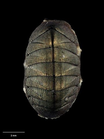 To Museum of New Zealand Te Papa (M.084053; Lepidozona beui O'Neill, 1987; holotype)