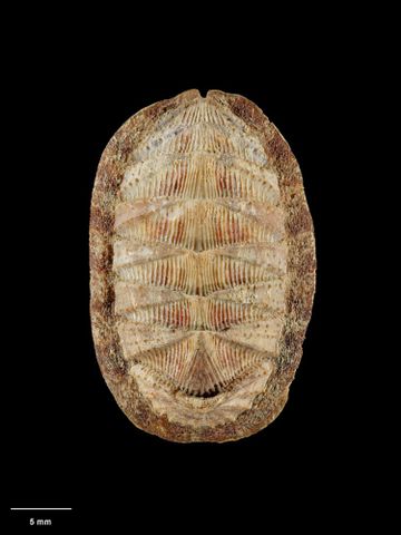 To Museum of New Zealand Te Papa (M.001121; Lorica haurakiensis Mestayer, 1921; holotype)