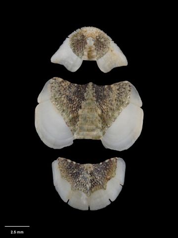 To Museum of New Zealand Te Papa (M.107548; Notoplax (Amblyplax) brookesi Ashby, 1929; holotype)
