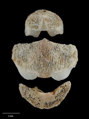 To Museum of New Zealand Te Papa (M.001585; Notoplax (Amblyplax) oliveri Ashby, 1926; holotype)