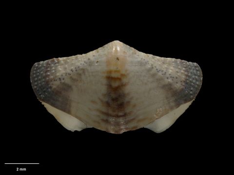 To Museum of New Zealand Te Papa (M.001624; Onithochiton neglectus Rochebrune, 1881; lectotype (part))