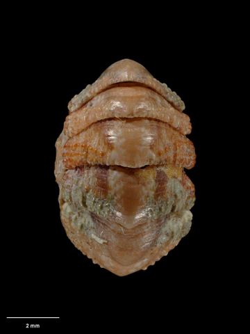 To Museum of New Zealand Te Papa (M.001751; Onithochiton nodosus Suter, 1907; holotype)