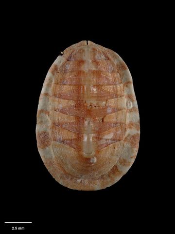 To Museum of New Zealand Te Papa (M.009727; Paricoplax profundior Dell, 1956; holotype)