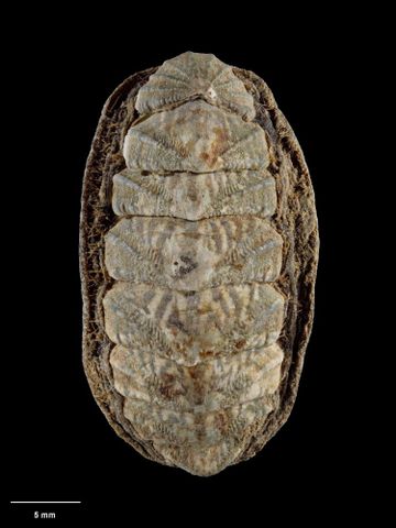 To Museum of New Zealand Te Papa (M.001207; Plaxiphora (Maorichiton) lyallensis Mestayer, 1921; holotype)