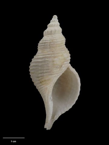 To Museum of New Zealand Te Papa (M.016278; Aeneator benthicolus Dell, 1963; holotype)