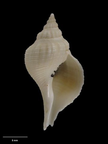 To Museum of New Zealand Te Papa (M.004173; Aeneator marshalli separabilis Dell, 1956; holotype)