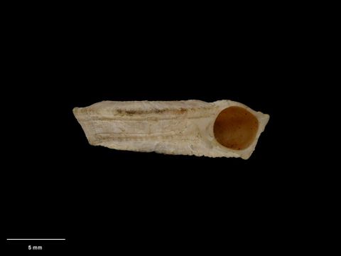 To Museum of New Zealand Te Papa (M.001631; Mangonuia bollonsi Mestayer, 1930; holotype)