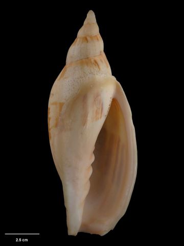 To Museum of New Zealand Te Papa (M.174024; Alcithoe fissurata crassa Bail & Limpus, 2006; holotype)