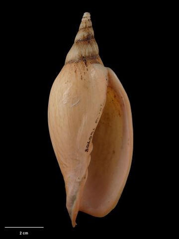 To Museum of New Zealand Te Papa (M.160708; Alcithoe larochei tigrina Bail & Limpus, 2006; holotype)