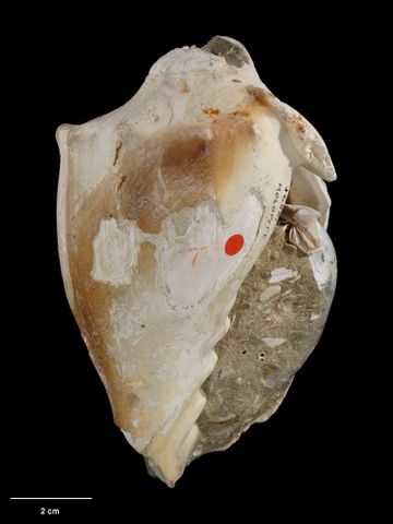 To Museum of New Zealand Te Papa (M.001688; Alcithoe oliveri Marwick, 1926; holotype)