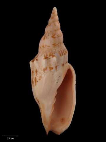 To Museum of New Zealand Te Papa (M.064856; Alcithoe seelyeorum Bail & Limpus, 2006; holotype)
