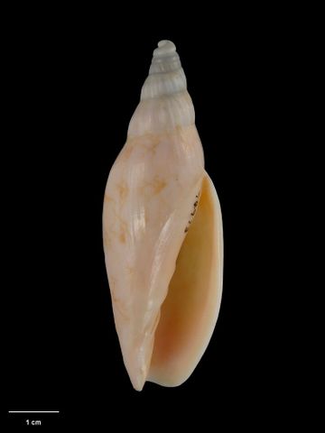To Museum of New Zealand Te Papa (M.074973; Alcithoe triregensis Bail & Limpus, 2006; holotype)