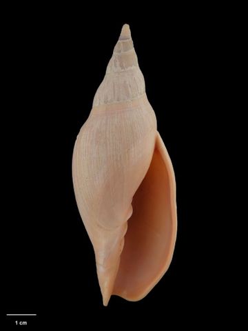 To Museum of New Zealand Te Papa (M.172806; Alcithoe wilsonae acuminata Bail & Limpus, 2006; holotype)