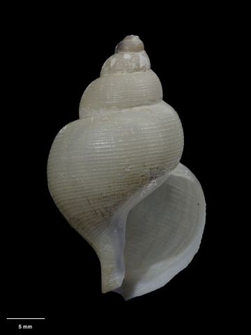 To Museum of New Zealand Te Papa (M.059536; Antarctodomus powelli Dell, 1995; holotype)