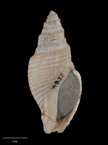 To Museum of New Zealand Te Papa (M.005584; Austrotoma hurupiensis Dell, 1952; holotype)