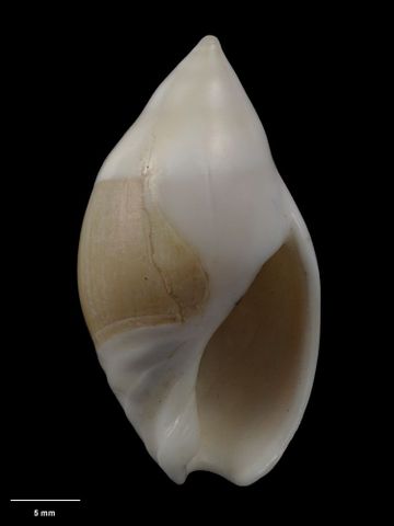 To Museum of New Zealand Te Papa (M.009114; Baryspira bathamae Dell, 1956; holotype)
