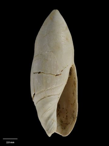 To Museum of New Zealand Te Papa (M.001689; Baryspira electa Marwick, 1929; holotype)