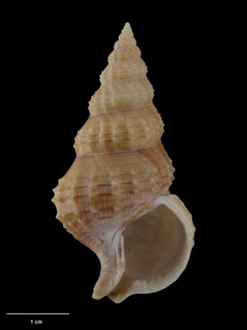 To Museum of New Zealand Te Papa (M.021300; Benthindsia miriamae Dell, 1967; holotype)