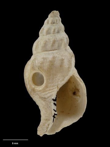 To Museum of New Zealand Te Papa (M.009774; Buccinulum flexicostatum Dell, 1956; holotype)