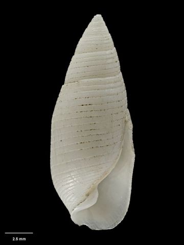 To Museum of New Zealand Te Papa (M.000050; Buccinulus kirki Hutton, 1873; holotype)