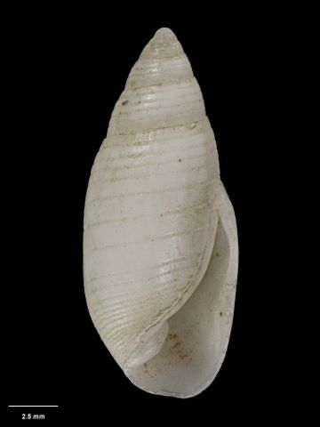 To Museum of New Zealand Te Papa (M.001814; Buccinulus kirki Hutton, 1873; holotype)