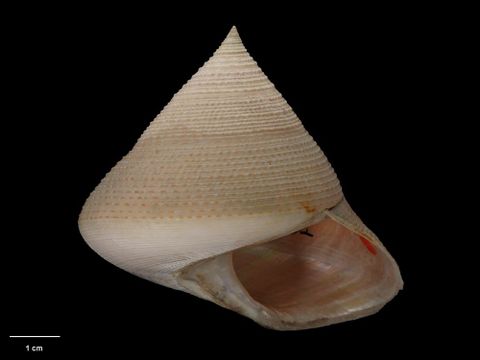 To Museum of New Zealand Te Papa (M.001602; Calliostoma (Calliotropis) pagoda Oliver, 1926; holotype)