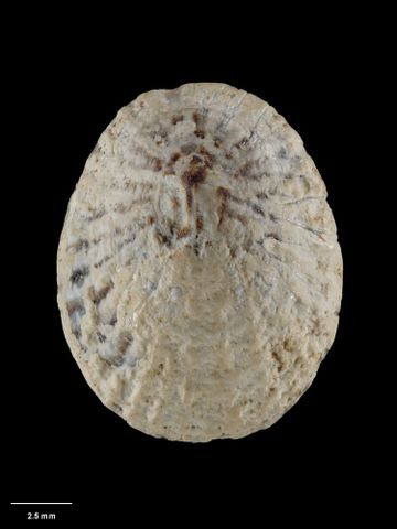 To Museum of New Zealand Te Papa (M.001563; Notoacmea scopulina Oliver, 1926; holotype)