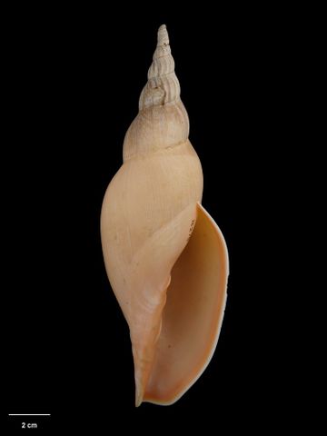 To Museum of New Zealand Te Papa (M.016276; Pachymelon benthicolus Dell, 1963; holotype)