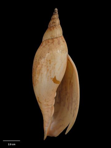 To Museum of New Zealand Te Papa (M.016277; Pachymelon (Palomelon) fissuratus Dell, 1963; holotype)