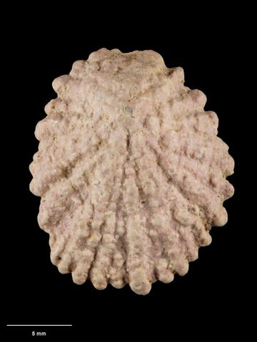 To Museum of New Zealand Te Papa (M.001566; Patelloida (Patelloida) corticata corallina Oliver, 1926; holotype)