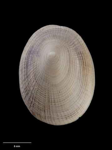 To Museum of New Zealand Te Papa (M.076089; Pectinodonta aupouria B. Marshall, 1985; holotype)