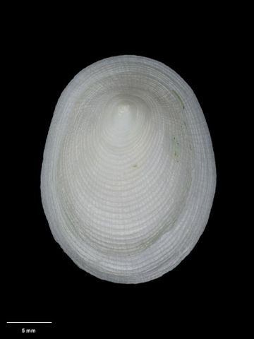 To Museum of New Zealand Te Papa (M.127085; Pectinodonta marinovichi B. Marshall, 1998; holotype)
