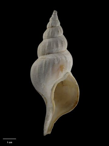 To Museum of New Zealand Te Papa (M.009775; Penion benthicolus Dell, 1956; holotype)