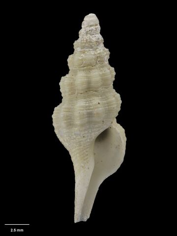To Museum of New Zealand Te Papa (M.009209; Pleia cryptocarinata Dell, 1956; holotype)