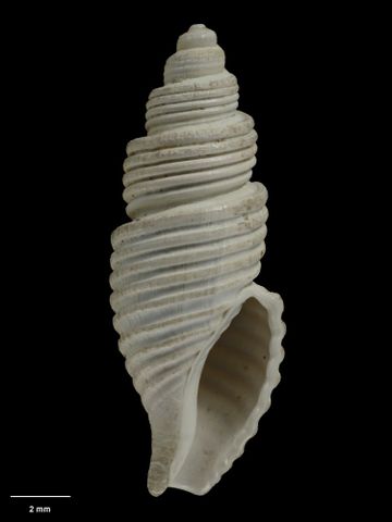 To Museum of New Zealand Te Papa (M.001724; Pleurotoma (Hemipleurotoma) alticincta Murdoch & Suter, 1906; holotype)