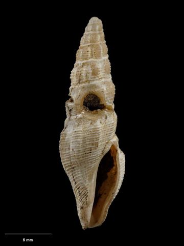 To Museum of New Zealand Te Papa (M.005282; Pseudoinquisitor powelli Dell, 1950; holotype)