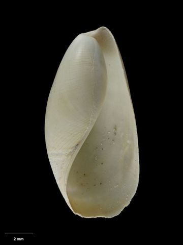 To Museum of New Zealand Te Papa (M.009141; Scaphander otagoensis Dell, 1956; holotype)