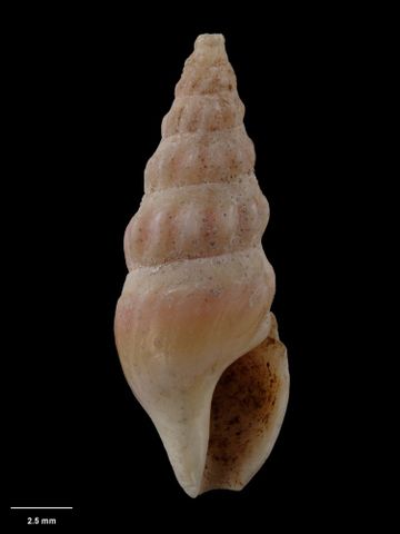 To Museum of New Zealand Te Papa (M.000056; Pleurotoma laevis Hutton, 1873; holotype)