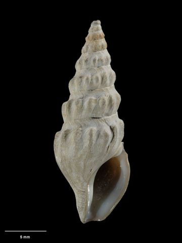 To Museum of New Zealand Te Papa (M.009789; Splendrillia benthicola Dell, 1956; holotype)
