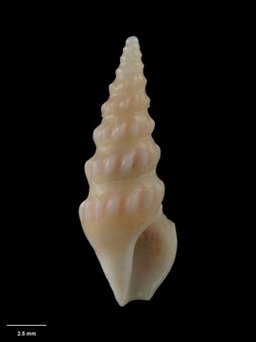 To Museum of New Zealand Te Papa (M.009790; Splendrillia roseacincta Dell, 1956; holotype)