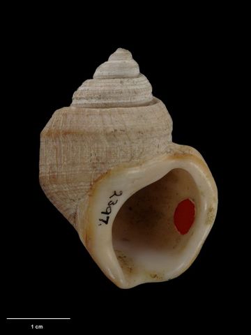 To Museum of New Zealand Te Papa (M.002397; Struthiolaria (Pelicaria) vermis bradleyi Neef, 1970; holotype)