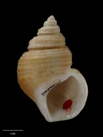 To Museum of New Zealand Te Papa (M.023562; Struthiolaria (Pelicaria) vermis grahami Neef, 1970; holotype)