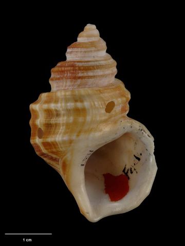 To Museum of New Zealand Te Papa (M.001137; Struthiolaria (Pelicaria) vermis vellae Neef, 1970; holotype)