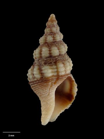 To Museum of New Zealand Te Papa (M.021551; Taron albocostus Ponder, 1968; holotype)