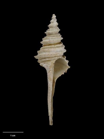 To Museum of New Zealand Te Papa (M.008219; Coluzea altocanalis Dell, 1956; holotype)