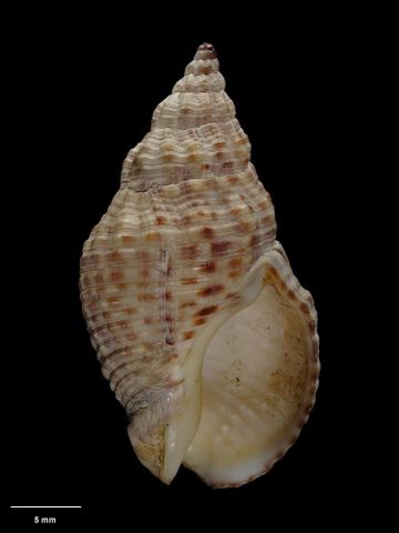 To Museum of New Zealand Te Papa (M.021552; Cominella (Cominella) excoriata tolagaensis Ponder, 1968; holotype)