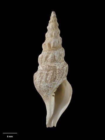 To Museum of New Zealand Te Papa (M.009791; Comitas onokeana vivens Dell, 1956; holotype)